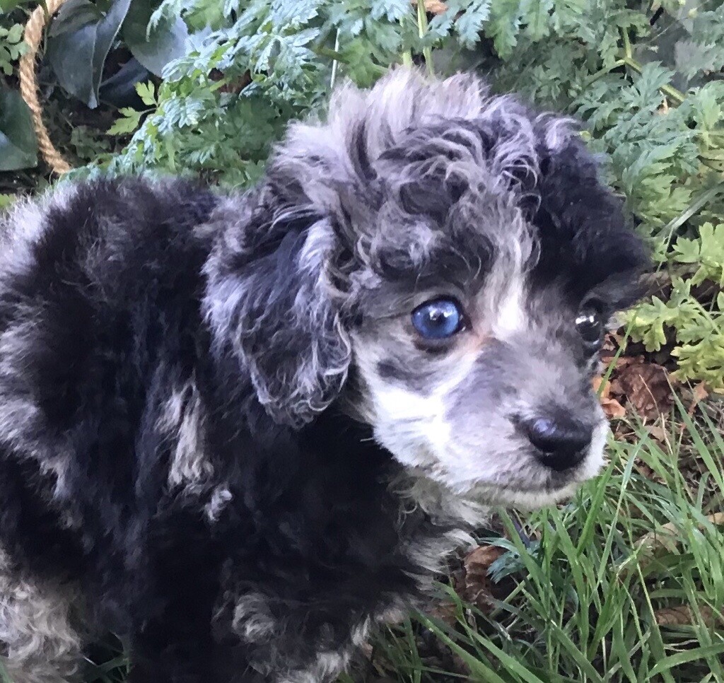 blue merle poodle for sale